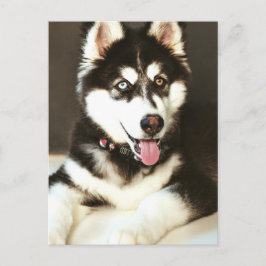 Siberian Baby Huskey Pet Dog Foto Postkarte