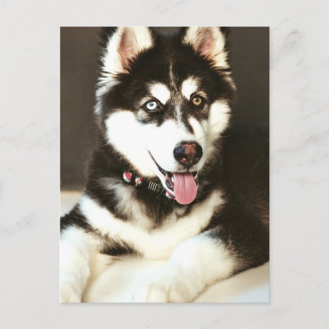 Siberian Baby Huskey Pet Dog Foto Postkarte (Vorderseite)