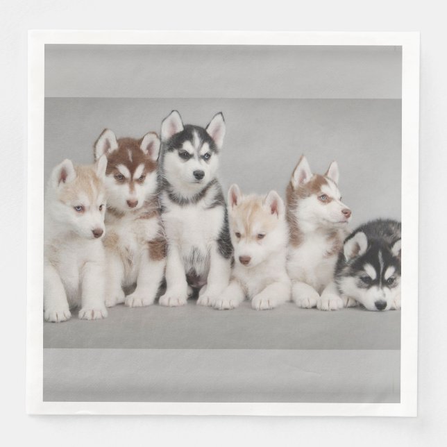 Siberian Huskies Paper Napkins Serviette (Vorderseite)