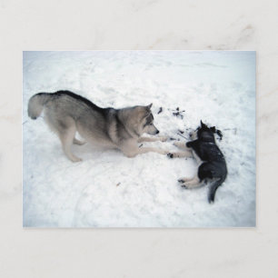 Siberian Huskies Postkarte