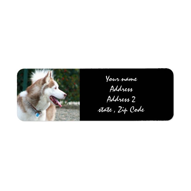 Siberian Husky-Adressetiketten (Vorne)