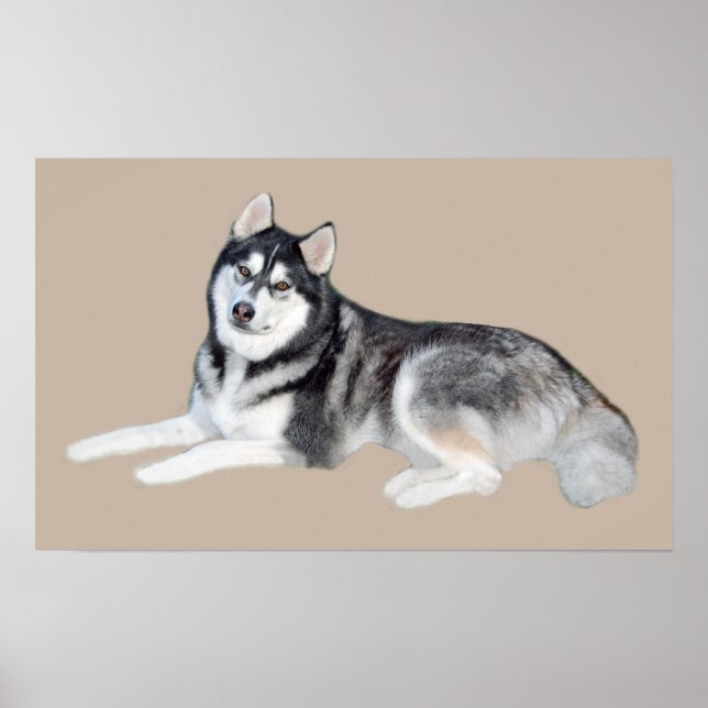 Siberian Husky Beautiful Print Poster (Vorne)