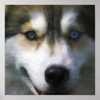 SIBERIAN HUSKY DOG "FAR EYES"