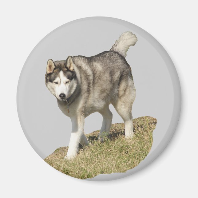 Siberian Husky Dog Magnet (Vorne)