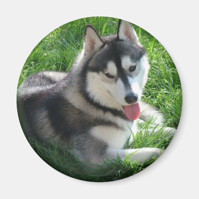 Siberian Husky Dog Round Magnet (Vorne)