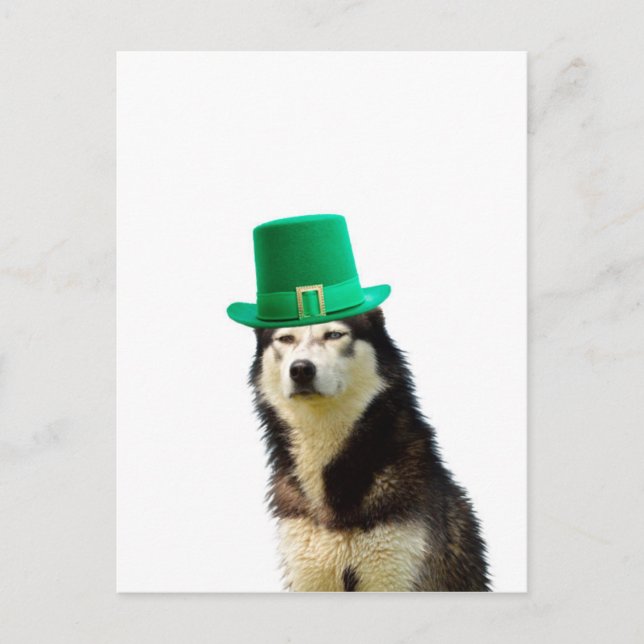 Siberian Husky Dog St. Patrick's Day Postkarte (Vorderseite)