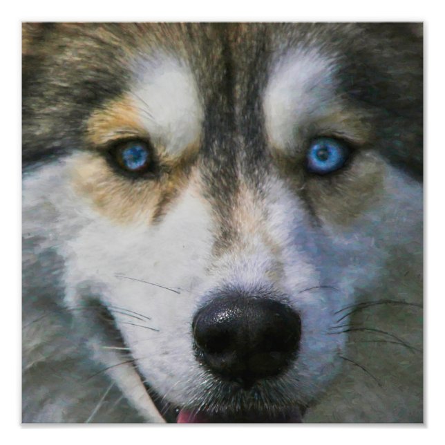 SIBERIAN HUSKY "FAR EYES" FOTODRUCK (Vorne)
