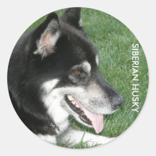 Siberian Husky Foto Runder Aufkleber