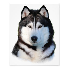 Siberian Husky Fotodruck