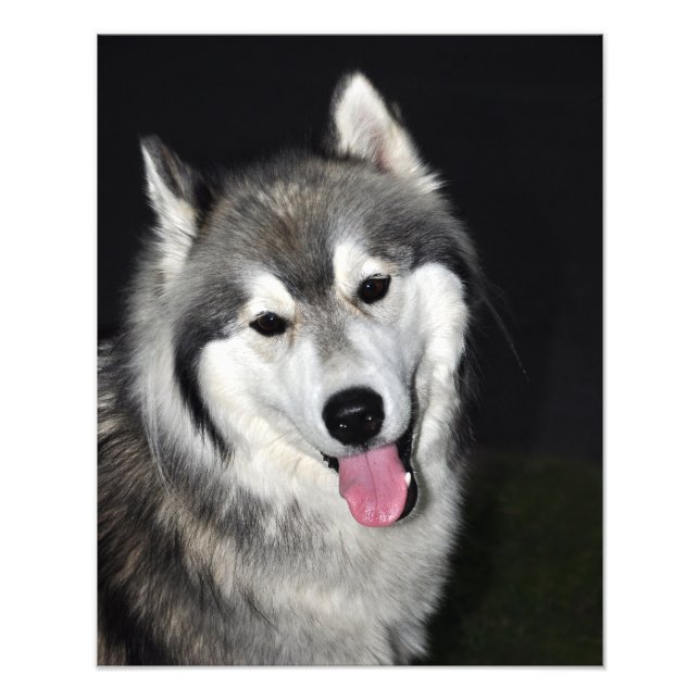 Siberian Husky Fotodruck (Vorne)