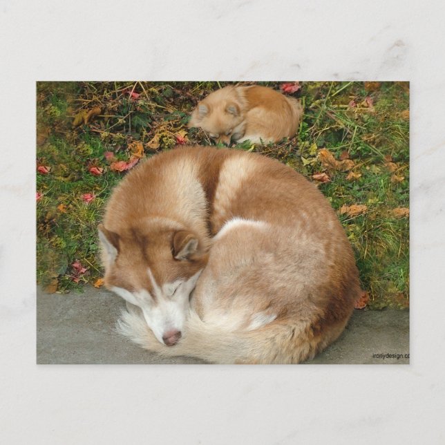Siberian Husky & German Klein Spitz Spitz Postkarte (Vorderseite)