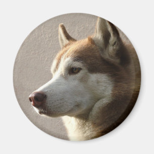 Siberian Husky Hogs Magnet