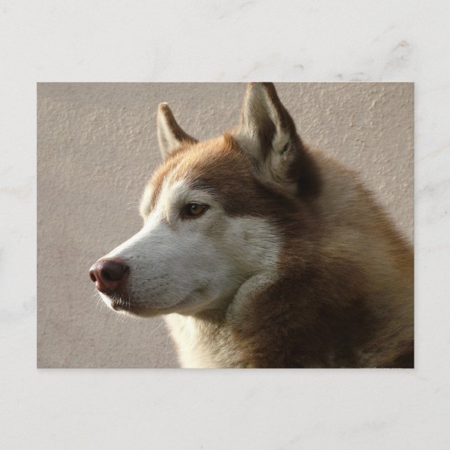 Siberian Husky Hogs Postkarte (Vorderseite)