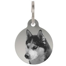 Siberian Husky Huskybild Haustiermarke
