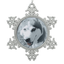 Siberian Husky Huskybild Huskykopf