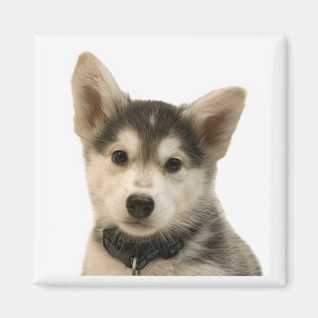 Siberian Husky Magnet (Vorne)