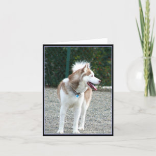 Siberian Husky Notecard Karte