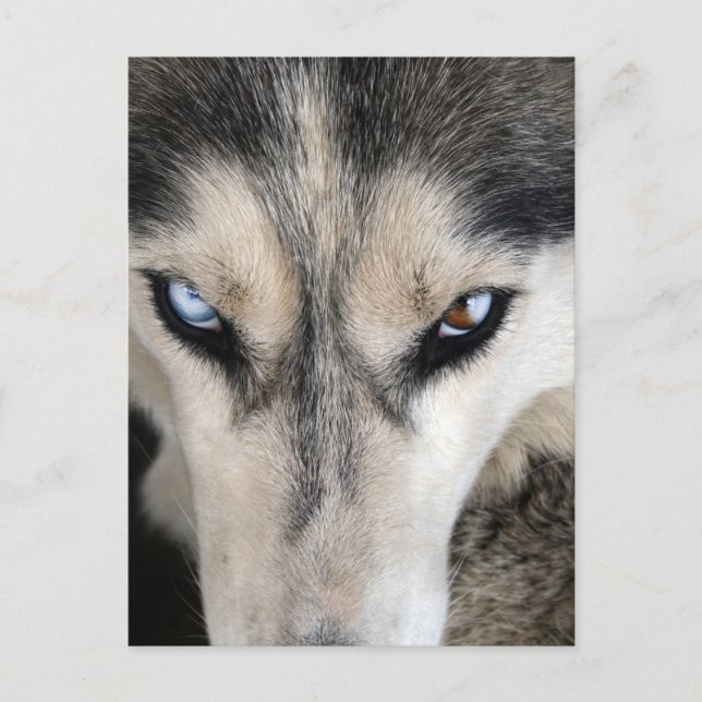 Siberian Husky Postcross Postkarte (Vorderseite)