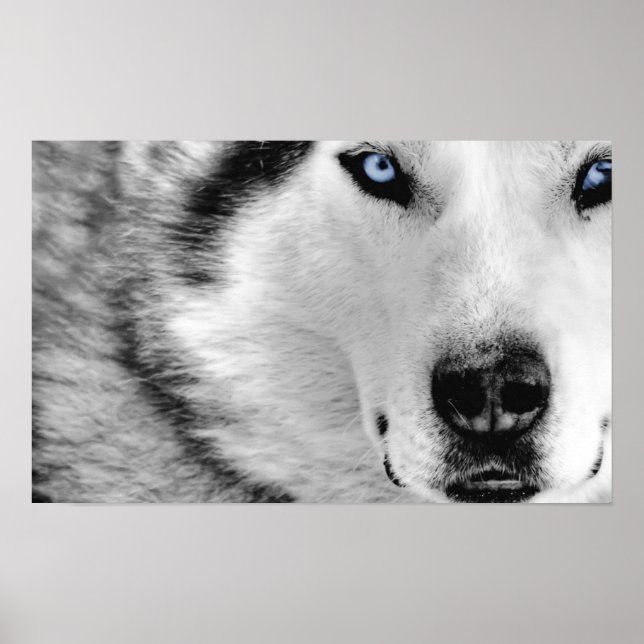 Siberian Husky Poster (Vorne)