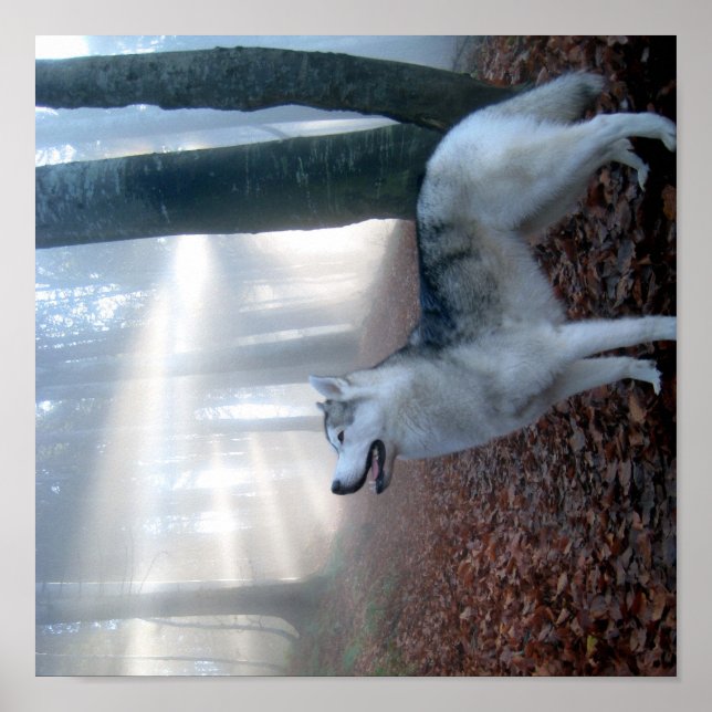 Siberian Husky - Poster (Vorne)