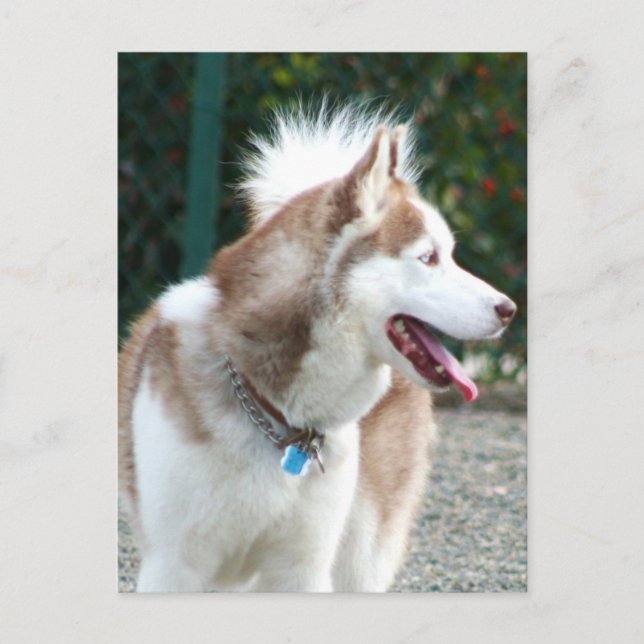 Siberian Husky Postkarte (Vorderseite)