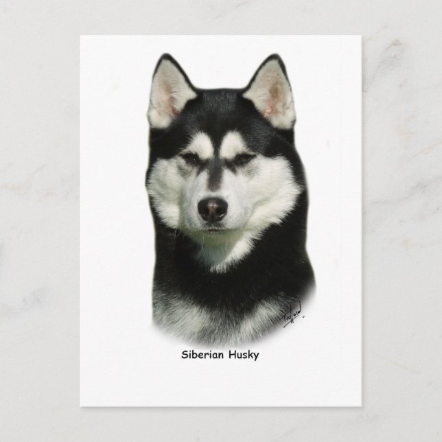 Siberian Husky Postkarte (Vorderseite)