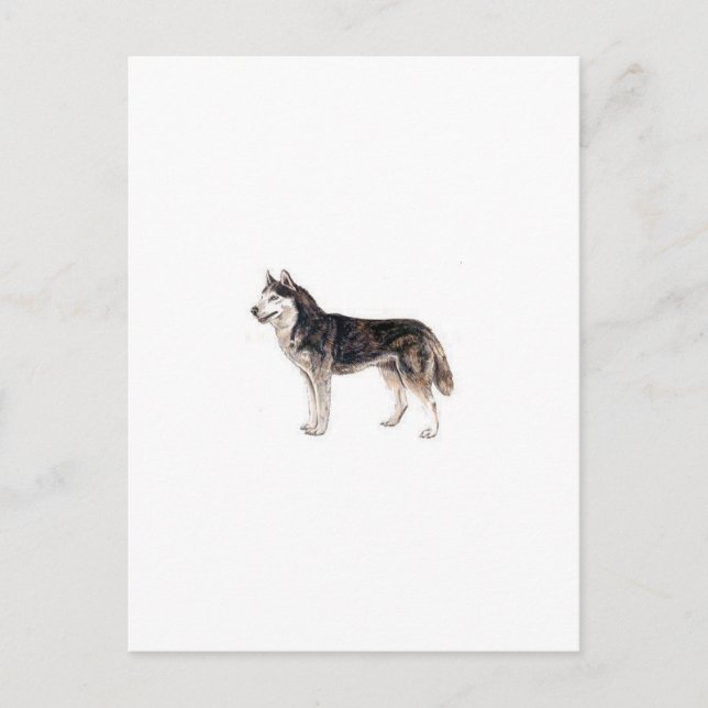 Siberian Husky Postkarte (Vorderseite)