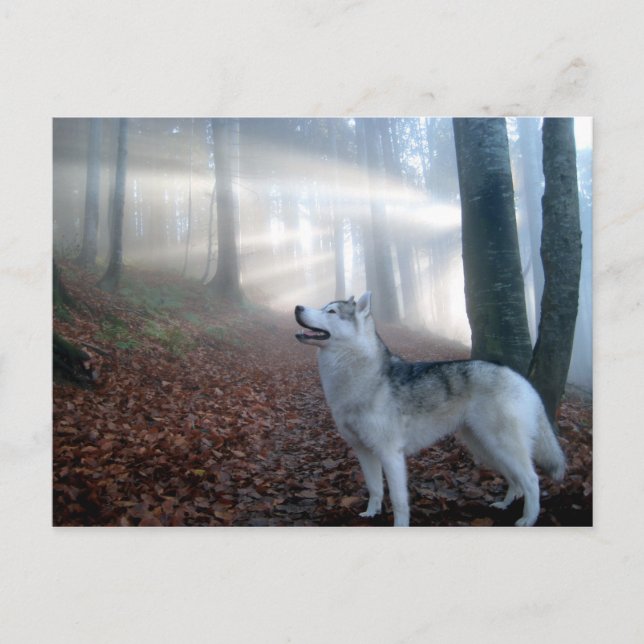 Siberian Husky - Postkarte (Vorderseite)