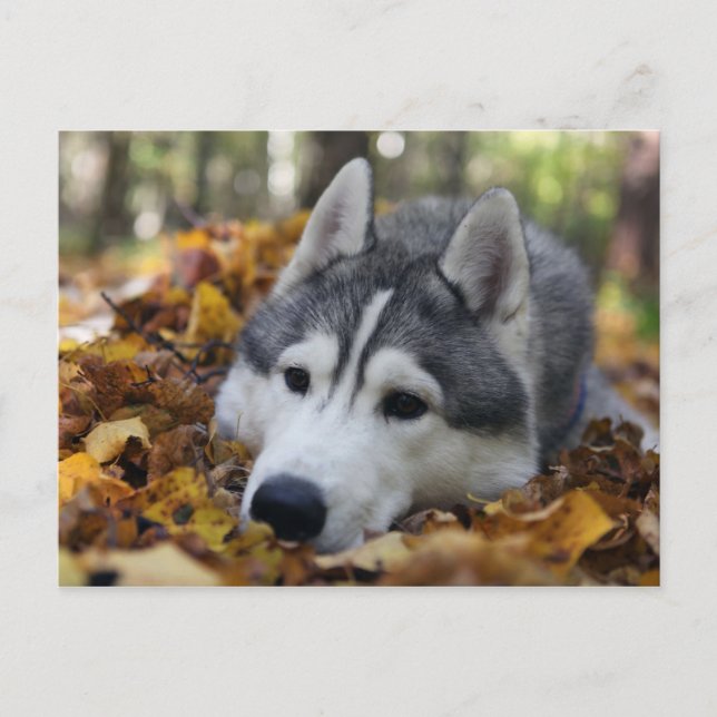 Siberian Husky Postkarte (Vorderseite)