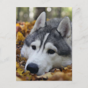 Siberian Husky Postkarte