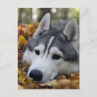 Siberian Husky Postkarte
