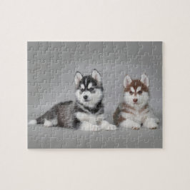 Siberian husky puppies