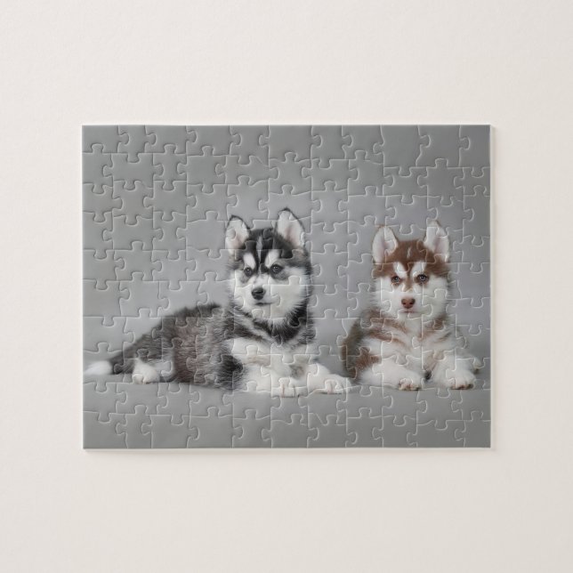 Siberian husky puppies (Horizontal)