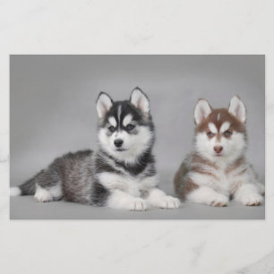 Siberian husky puppies