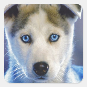 Siberian Husky Puppy Quadratischer Aufkleber