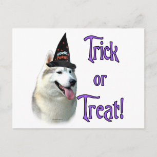 Siberian Husky Trick Postkarte