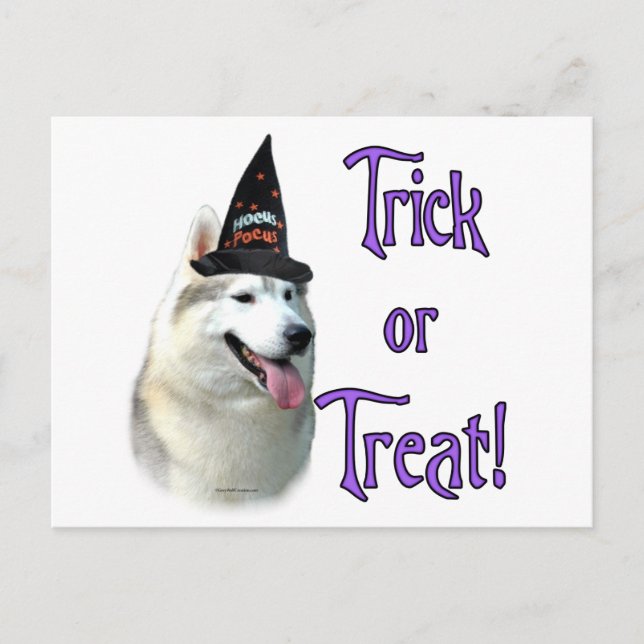 Siberian Husky Trick Postkarte (Vorderseite)