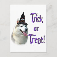 Siberian Husky Trick
