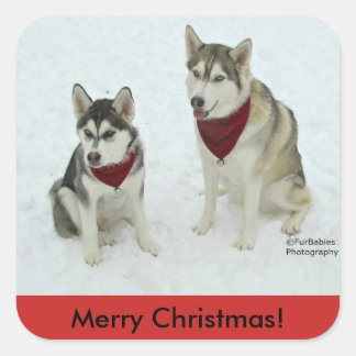 Siberian Husky Weihnachtsaufkleber Quadratischer Aufkleber