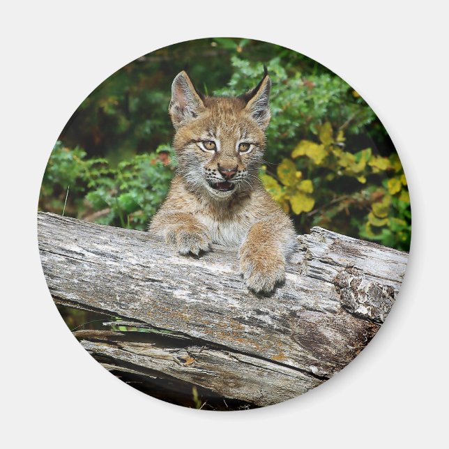 Siberian Lynx Kitten Magnet (Vorne)