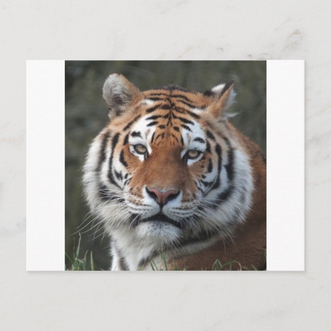 Siberian Tiger Portrait Postkarte (Vorderseite)