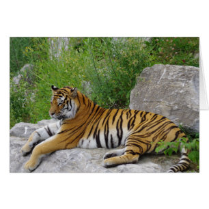 Siberian Tiger Relaxing on a Rock