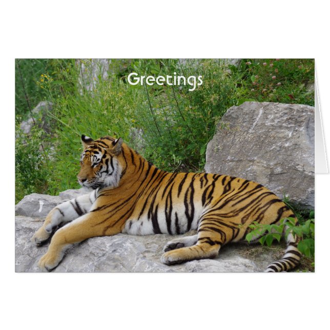 Siberian Tiger Relaxing on a Rock (Devant Horizontal)