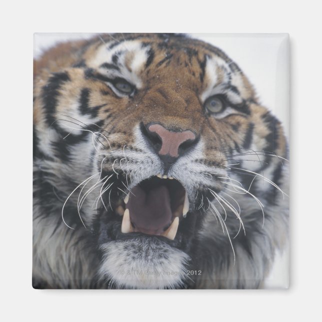 Siberian Tiger Snarling Magnet (Vorne)