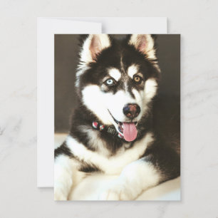 Sibérie Baby Huskey Pet Dog Photo Carte Postale