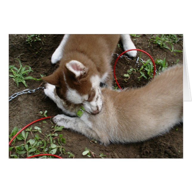 Sibérie Husky (3) (Devant horizontal)