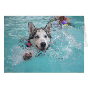 Sibérie Husky nager dans la piscine