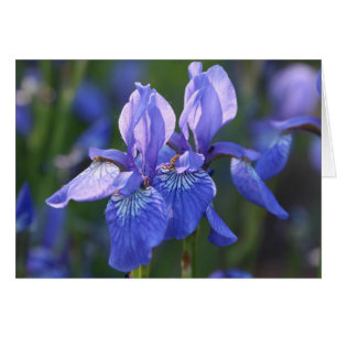 Sibérie Iris Pair