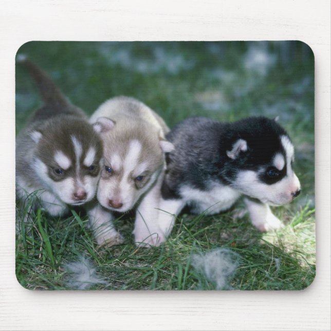 Siberische Husky-Jungtiere, 3 Wochen Mousepad (Vorne)