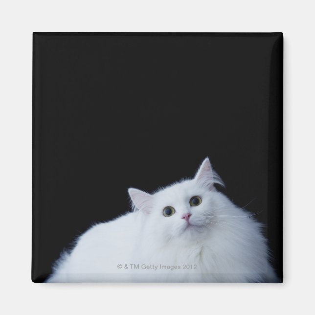 Siberische Katze Magnet (Vorne)